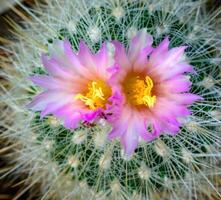 Mammillaria sp., close-up of a cactus blooming with pink flowers in spring photo