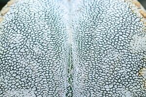 Side view, Close-up of Astrophytum cactus with small dots on stem in botanical collection photo