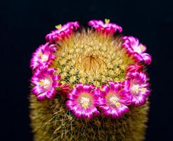 Mammillaria sp., close-up of a cactus blooming with pink flowers in spring photo