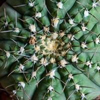 Gymnocalycium sp., Close-up of a cactus in a botanical collection photo