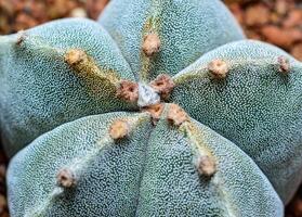 Cacti Astrophytum myriostigma - thornless cactus with white arola in the botanical collection photo