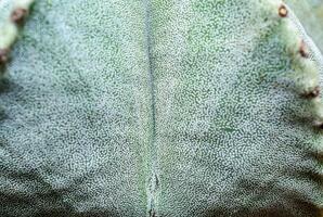 Side view, Close-up of Astrophytum cactus with small dots on stem in botanical collection photo