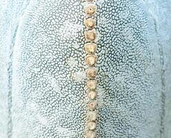 Astrophytum myriostigma - close-up of a plant with white fluffy dots on its body in a collection of succulent plants photo