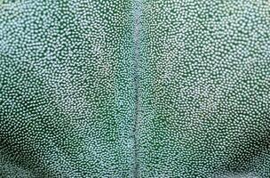 Side view, Close-up of Astrophytum cactus with small dots on stem in botanical collection photo