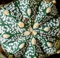 Cacti Astrophytum asterias cv. Super Kabuto, close-up of a hybrid plant from a botanical collection photo