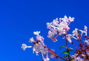Viburnum farreri - inflorescence with pink flowers in the garden on a background of against the background of blue sky, Ukraine photo