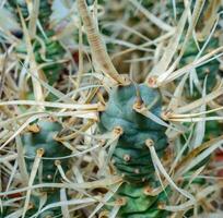 Tephrocactus papyracanthus - Detailed macro shot highlighting the sharp spines and textured surface of a cactus photo