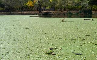 Tropical Pistia in a lake completely overgrown with duckweed and Wolffia in Odessa photo