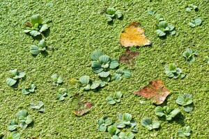 Tropical Pistia in a lake completely overgrown with duckweed and Wolffia in Odessa photo