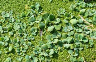 tropical pistia en un lago completamente descuidado con lenteja de agua y wolffia en Odessa foto