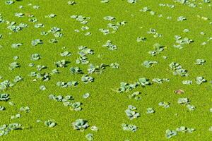 Tropical Pistia in a lake completely overgrown with duckweed and Wolffia in Odessa photo