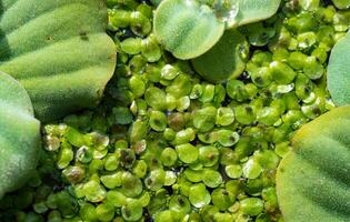 muchos pequeño pulgones en lenteja de agua en un lago descuidado con acuático plantas piscia y lobo foto