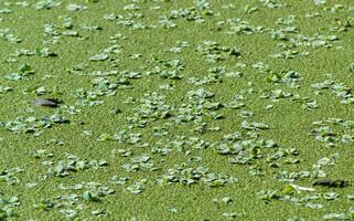 Tropical Pistia in a lake completely overgrown with duckweed and Wolffia in Odessa photo