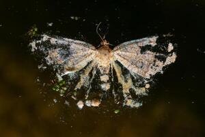 Decaying butterfly on the surface of water in a lake. photo