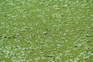 Tropical Pistia in a lake completely overgrown with duckweed and Wolffia photo