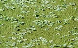 tropical pistia en un lago completamente descuidado con lenteja de agua y wolffia en Odessa foto