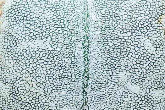 Side view, Close-up of Astrophytum cactus with small dots on stem in botanical collection photo