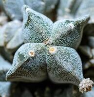 Cacti Astrophytum myriostigma - thornless cactus with white arola in the botanical collection photo