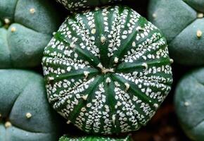 Cacti Astrophytum asterias cv. Super Kabuto, close-up of a hybrid plant from a botanical collection photo