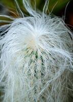 Oreocereus sp. - frost-resistant cactus with fluffy spines in the botanical collection photo