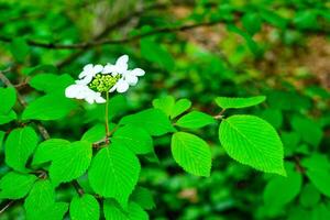 Viburnum plicatum - blooming white flowers of an ornamental shrub in the garden photo