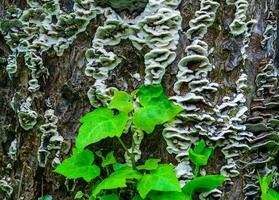 Oxyporus populinus - tree mushroom on a tree trunk near an ivy twig photo