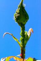 Green Aphid -Aphidoidea, Hemiptera- on a bud of a decorative rose photo