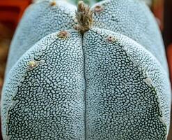 Astrophytum myriostigma - close-up of a plant with white fluffy dots on its body in a collection of succulent plants photo