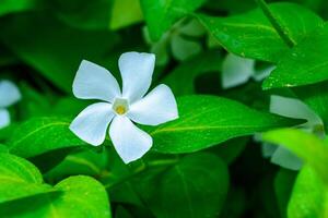 Vinca minor - A groundcover plant with white asymmetric petals in a flower photo