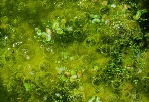 Freshwater algae Spirogyra release oxygen into the air, oxygen synthesis in water bodies photo