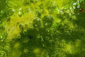 Freshwater algae Spirogyra release oxygen into the air, oxygen synthesis in water bodies photo