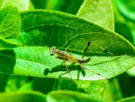 Young little mantis Hierodula transcaucasica - an invasive species photo