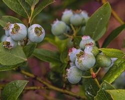 Green unripe blueberry ripens on the branches of a shrub photo