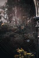 A large, almost perfect web is woven on a pole by a spider at dawn photo