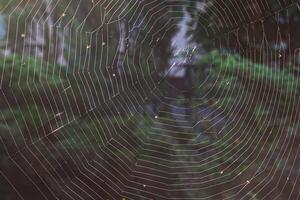 A large, almost perfect quality web is woven on a pole by a spider photo