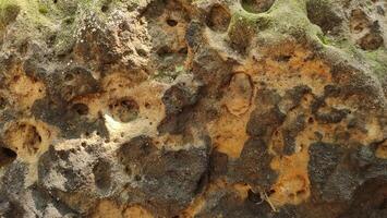 A close-up view of a weathered rock surface covered in moss and featuring numerous holes photo