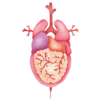 Watercolor Comprehensive Internal Organs Illustration Including Stomach png
