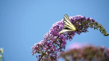A common yellow swallowtail Papilio machaon on the flower of a butterfly bush Buddleja davidii . Close up, slow motion video