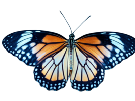 butterfly on Isolated Transparent Background png