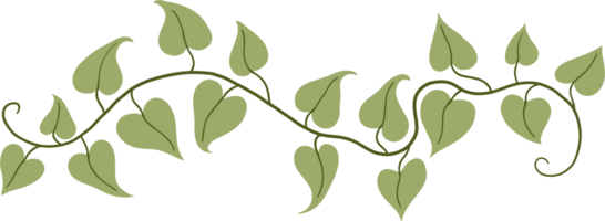 ivy plant drawing illustration. png