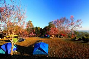 Tourist living in tent to see the beauty of wild Himalayan Cherry or Thai sakura field with blue sky in the morning at Doi Khun Wang, Chiang Mai, Thailand. Camping , Landmark and Nature concept. photo