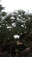 lozano blanco aster flores floreciente en jardín con verde follaje antecedentes foto