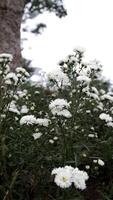 lozano blanco aster flores floreciente en jardín con verde follaje antecedentes foto