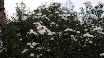 lozano blanco aster flores floreciente en jardín con verde follaje antecedentes foto