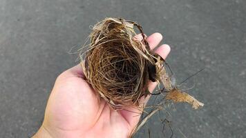 Hand Holding an Empty Bird Nest on an Outdoor Background photo