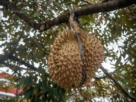 Durian fruit that is still attached to the branch is tied with raffia rope so it doesn't fall photo