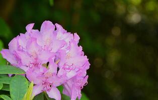 Rhododendron blooming flowers in the spring garden. Beautiful pink Rhododendron close up. photo