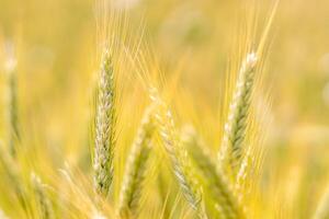 ears of grain in a grain field - a close-up view of Triticale ears photo
