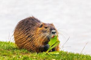 nutria eating a tree leaf at the river bank, water in the background photo