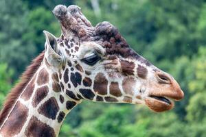portrait of a giraffe - giraffe head, side view, green trees in the background photo